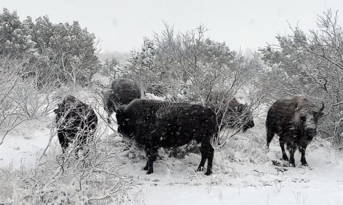 Winter weather gone as swiftly as it arrived at Caprock Canyons