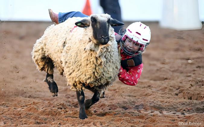 MUTTON BUSTING A beloved favorite of the rodeo is mutton busting, a fun tradition for youngsters, and the 103rd Old Settlers will once again host the event. | FILE PHOTO, PAUL ROBERTS