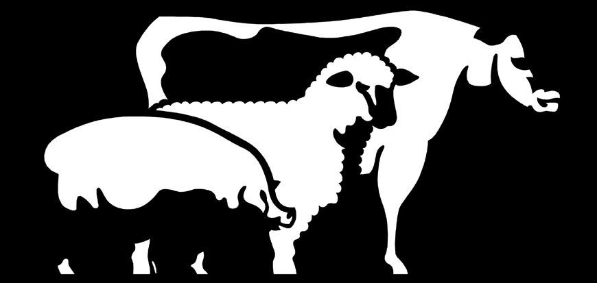 Motley County Livestock