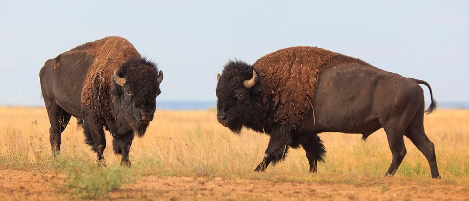 SPRING BREAK Ranger programs will be offered the entire week of Spring Break at Caprock Canyons State Park in Quitaque. | TPWD PHOTO