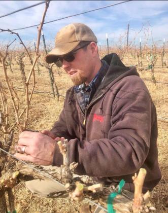 LORENZO LIBATIONS Garrett Irwin, vineyard manager at the Estate Cerro Santo Vineyard of Adelphos Cellars, inspects grapevines. Lorenzo, 35 miles west of Dickens, is the home of the grape growing operations of the winery, which plans to open a tasting room. | COURTESY PHOTO