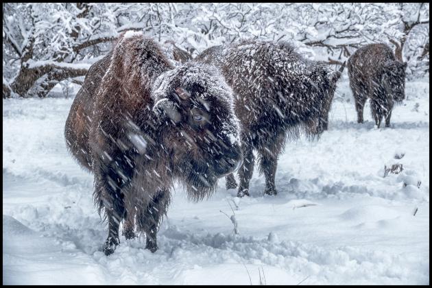 BISON IN THE BLIZZARD When Caprock Canyons State Park experienced more than half a foot of the white stuff last Tuesday, photographers Rick and CJ Boales were already stationed in the right spot to capture once-in-a-lifetime images. | RICK BOALES PHOTO