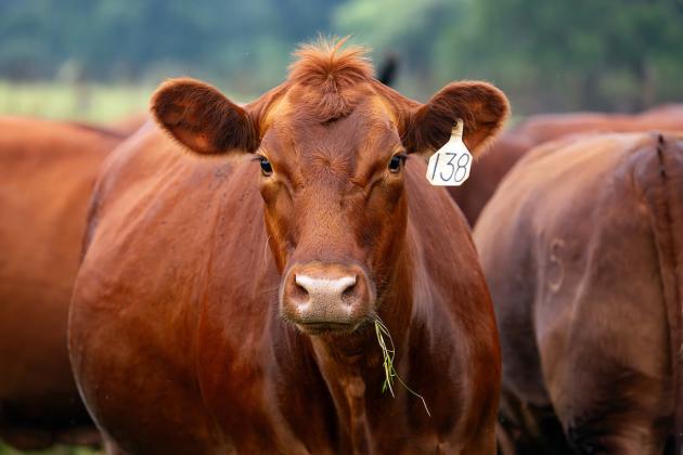 COMBATING SCREWWORM A Field Guide for Beef Cattle Producers is now available through Texas A&amp;amp;M AgriLife Extension Service to walk operations through the detection, reporting, collection, submission, treatment and prevention process. HANNAH HARRISON,TEXAS A&amp;amp;M AGRILIFE PHOTO