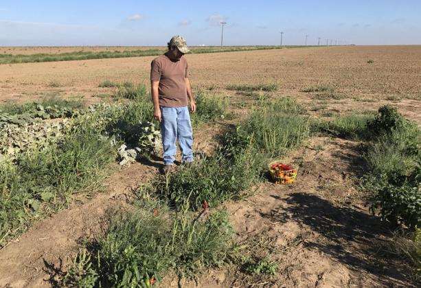 Local Food Producers Farm Tour set for July 24 in Tulia/Kress