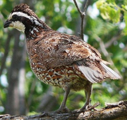 Matador Wildlife Refuge forecasts good quail season