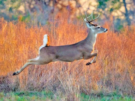 ’TIS THE SEASON In the North zone, youth deer weekend for hunting white-tail only will be open Oct. 30 and 31. General rifle season for white-tails starts Nov. 6 and runs through January 2 in Motley and Dickens Counties. Another youth only season will be Jan. 3 through Jan. 16, 2022. Archery season comes to a close Nov. 5, and mule deer season runs from Nov. 20 to Dec. 5. | COURTESY PHOTO