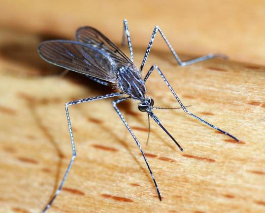 BUGGED THIS SUMMER? Here are a few tips to make the skeeters scoot. | WIKIPEDIA PHOTO
