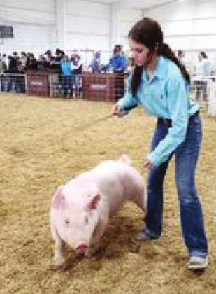 STOCK SHOWS