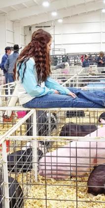 STOCK SHOWS