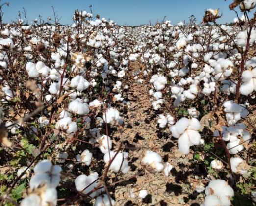 EARLY COTTON INDICATORS This year's cotton crop is causing cautious optimism after two challenging years. | TEXAS AGRILIFE PHOTO