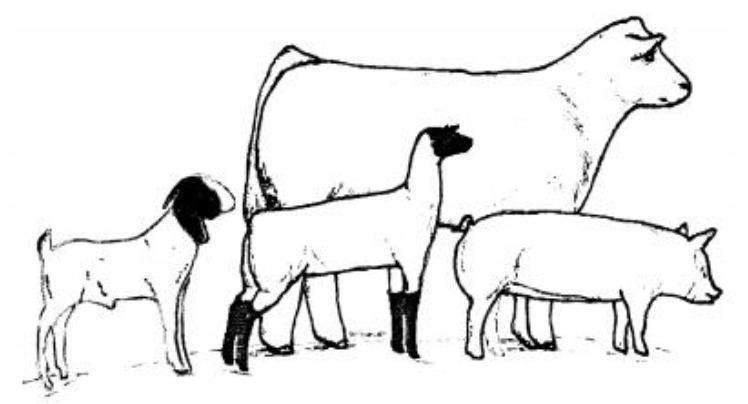 Cottle County Livestock