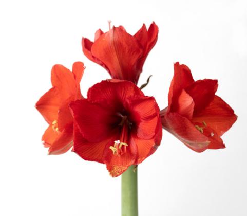 ‘SPARKLING’ AMARYLLIS can grow from bulbs that are enclosed in wax, requiring nothing more than a light source. | iStock Photo
