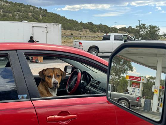 DON’T FORGET WINONA At the small Route 66 town east of Flagstaff, Arizona, this pooch looks ready to motor west.