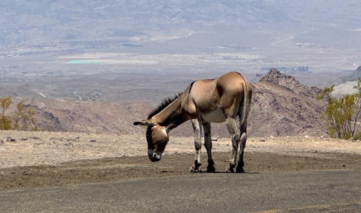 BURROS RULE THE ROAD in this high-elevation stretch of the Mother Road—and drivers must exercise caution!