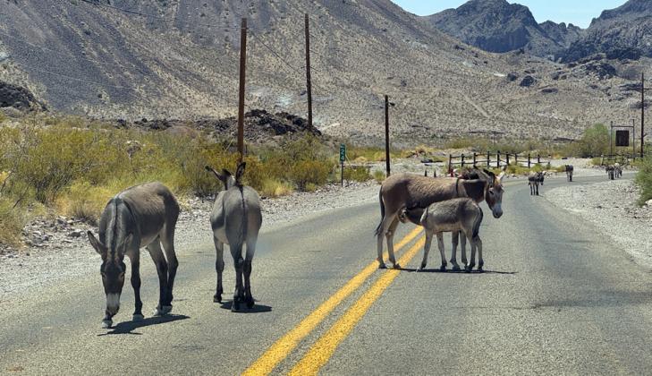 ROADTO OATMAN The hamlet of Oatman, Arizona, lies over the winding two-lane of Route 66 between Kingman, Arizona, and Needles, California.