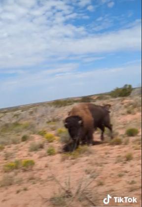 CLOSE ENCOUNTER A woman hiking in Caprock Canyons Oct. 4 came too close for comfort to a bison herd. | TIKTOK