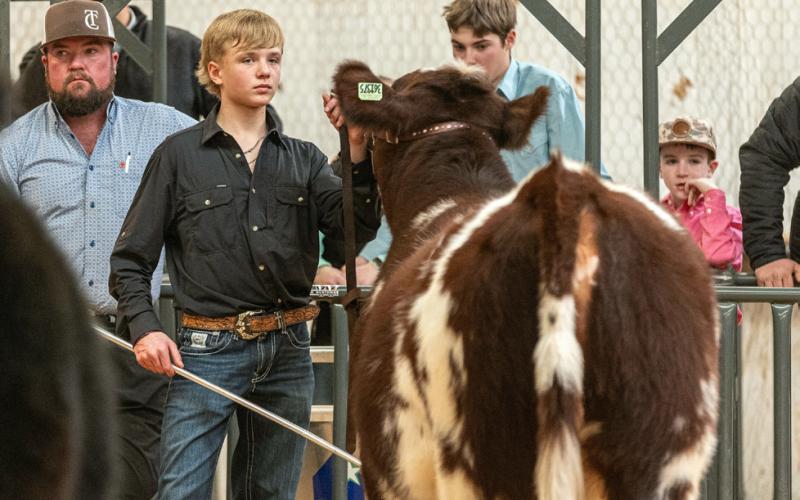 CATTLE SHOW