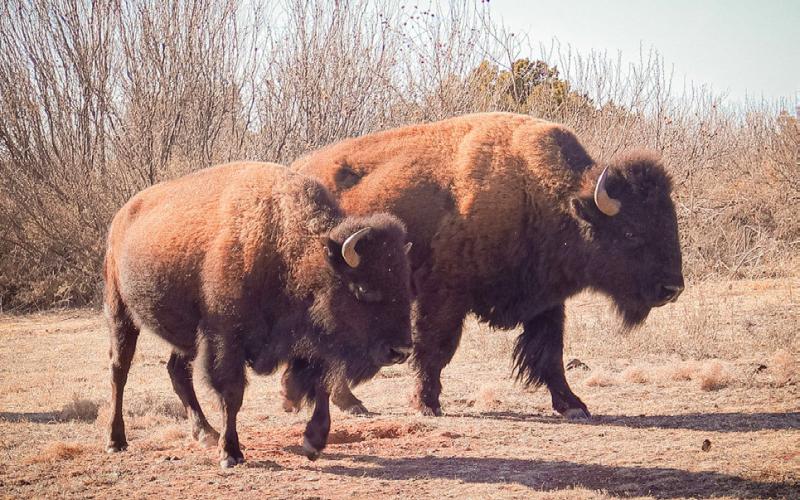 Guardians of the Red Rock: Bison Return to Caprock Canyons