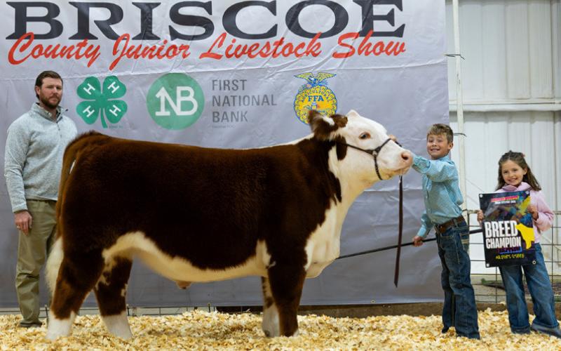 MARKET STEER BREED CHAMPION BARRETT BROCK