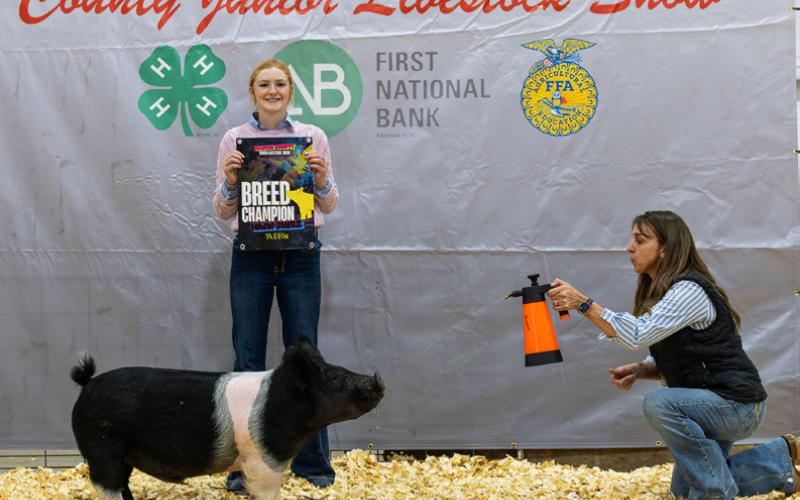 HAMPSHIRE BARROW BREED CHAMPION ALLIE PIGG