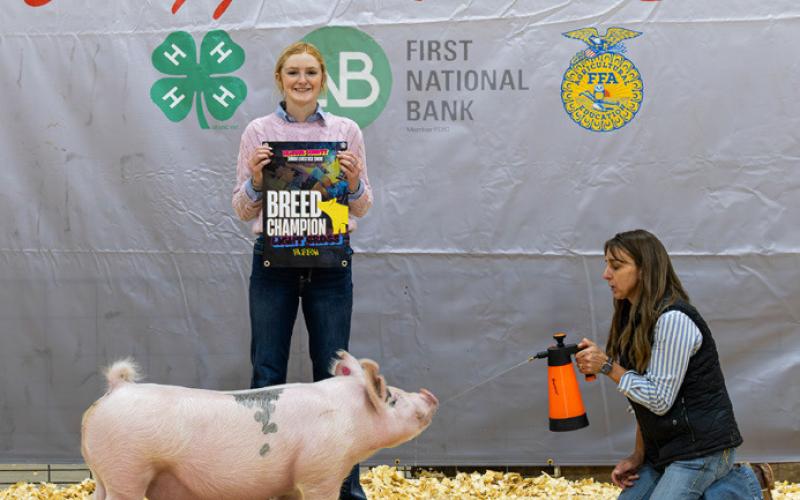 LIGHT CROSS BREED CHAMPION ALLEE PIGG