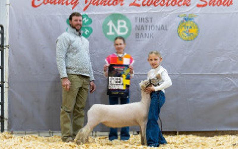 MARKET LAMB SOUTHDOWN BREED CHAMPION RESSY FORMAN &amp;gt;
