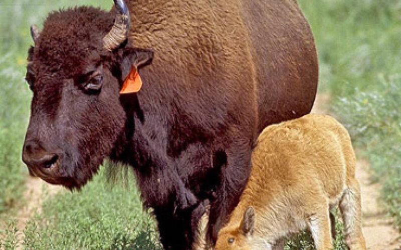 MARCH EVENTS From black-tailed prairie dogs to the Texas State Bison Herd, Caprock Canyons State Park has a variety of interpretative events for you to enjoy learning about the wildlife and their natural habitats. | TPWD PHOTOS