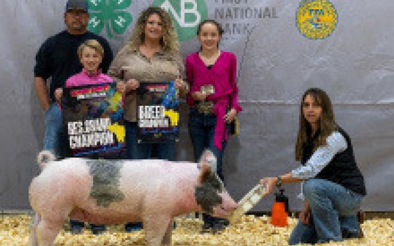 RESERVE GRAND CHAMPION GILT KINSLEY LAMBERT
