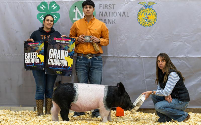 BREEDING GILT GRAND CHAMPION CAIN NAVAREZ