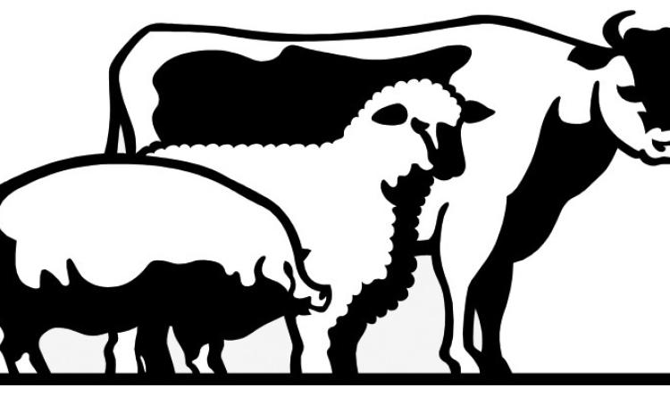 King County Livestock Show set for Jan. 20–21