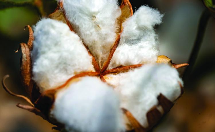 WEATHER EFFECTS will likely make cotton prices volatile until the market has a good estimate of how many cotton bales will be produced. | TEXAS A&amp;M AGRILIFE PHOTO