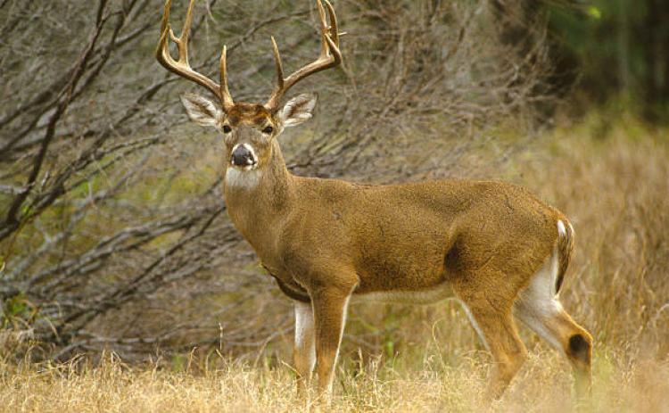 Star Feed and Seed Big Buck Contest underway