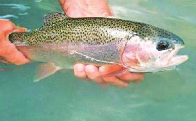 NO TROUT ABOUT IT Caprock Canyon State Park’s Lake Theo is scheduled to receive 1,700 Rainbow Trout this winter. | COURTESY PHOTO