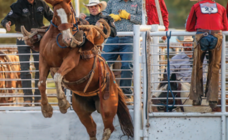 ROARING SPRINGS RIDING Tongue River Ranch bronc rider Braiden Obermier raced out of the chute at the 100th Annual Motley-Dickens Old Settlers Ranch Rodeo in Roaring Springs Saturday night. Area ranches also competed in sorting, doctoring and branding. Longtime Dickens County resident Bob Forbis was recognized as the county’s oldest living male. | PAUL ROBERTS PHOTOS