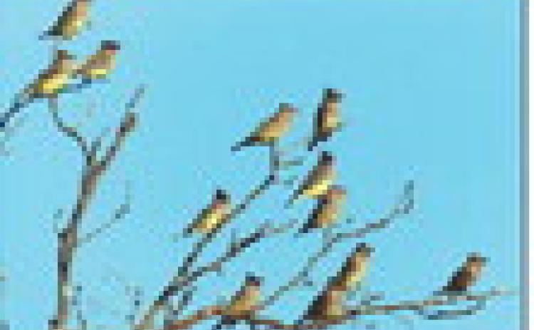 CEDAR WAXWINGS