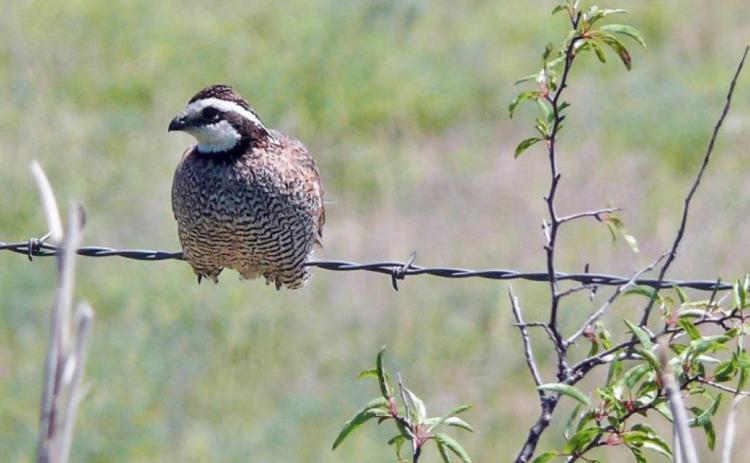 Matador Wildlife Refuge reports quail count worse than 2011