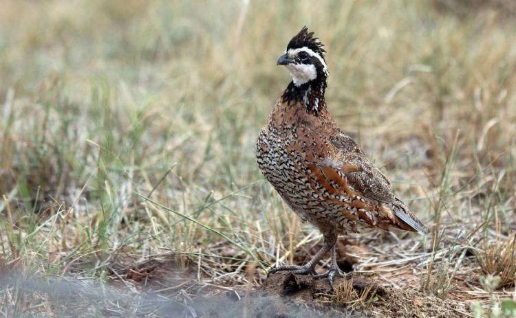 100th Quail Appreciation Day set for May 17