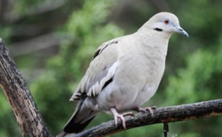 DOVE SEASON There will be an estimated 12.8 million whitewinged doves—a record high, and more than 34 million mourning doves—this year. | TEXAS PARK &amp; WILDLIFE DEPT PHOTO
