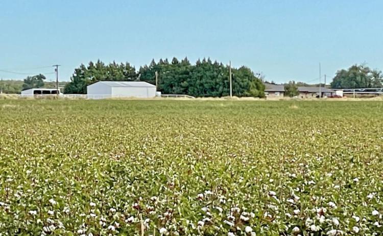HIGH COTTON “Cotton prices are high due to short supply and heavy demand. A third of China’s economy is textiles, and the demand for West Texas cotton is at historic levels,” said Memphis, Texas buyer Kevin Huddleston. “This will be good for area producers.”