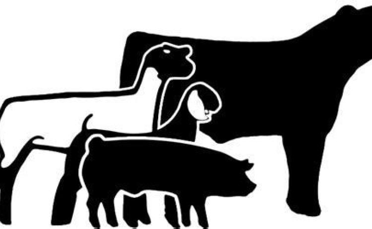 Motley livestock show slated for next weekend in Matador
