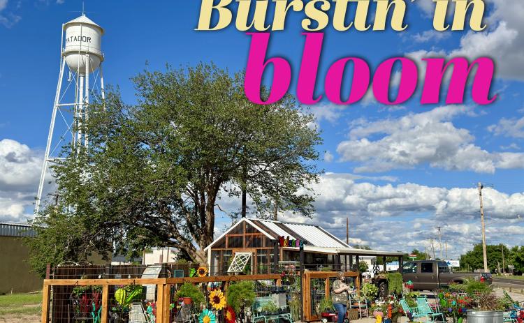 The week before Mother’s Day in downtown Matador, colorful blooms and greenery were bursting out all along Highway 70 for eager garden-gift-givers—from Me &amp; B’s Resqu’d Junkery to Chelle’s Garden and the Motley Farm &amp; Ranch store. | COURTESY PHOTOS