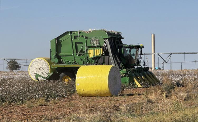 COTTON CROP across the Panhandle, South Plains and Rolling Plains is improved somewhat over past two years. Shown is harvest in progress last week at Rhineland, on the Rolling Plains in Knox County. | CAPROCK COURIER