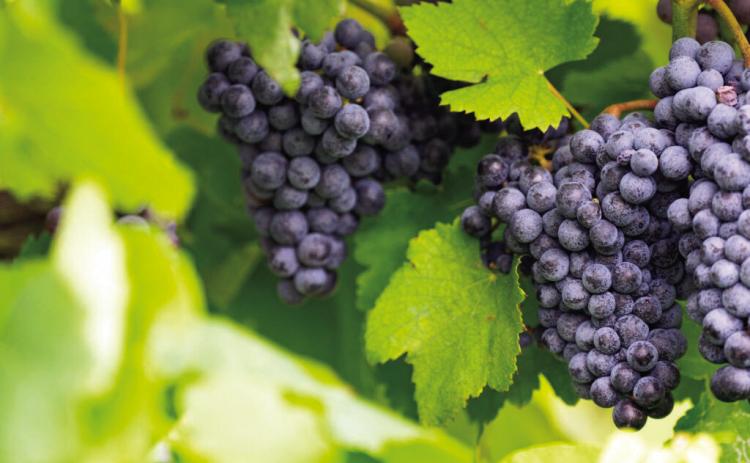 GOINGGRAPE People interested in learning more about growing grapes in the Panhandle region can attend the Panhandle Grape and Wine Tour on Oct. 21.