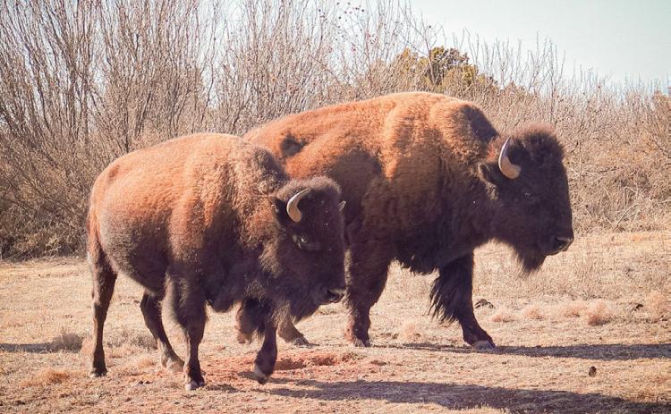 Guardians of the Red Rock: Bison Return to Caprock Canyons