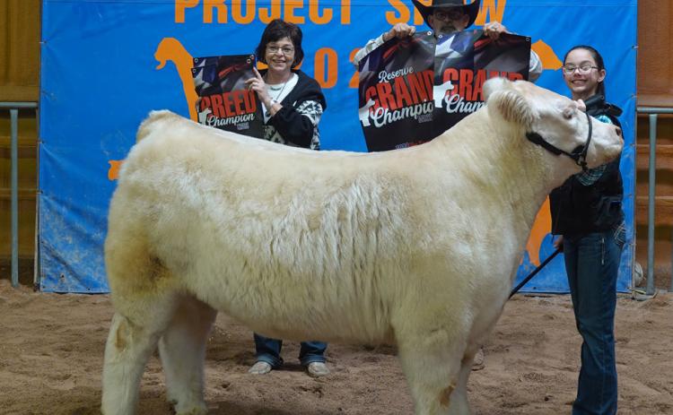 STEER GRAND CHAMPION TARA POUNDS