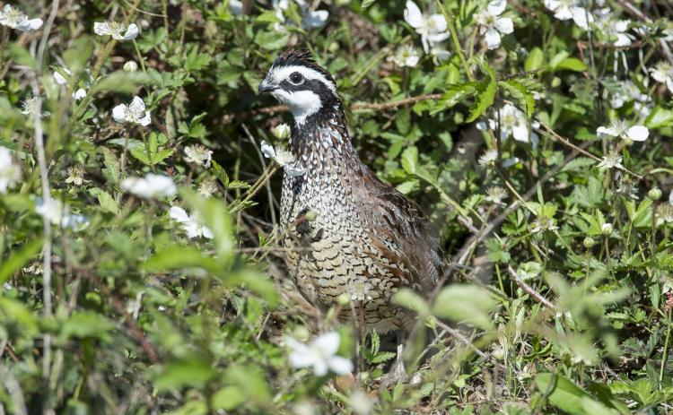 GOOD SEASON ANTICIPATED Texas Parks and Wildlife Department biologists are encouraged by the numbers in this year’s roadside quail surveys and anticipate a good season for hunters. especially in the Rolling Plains. | TPWD PHOTO
