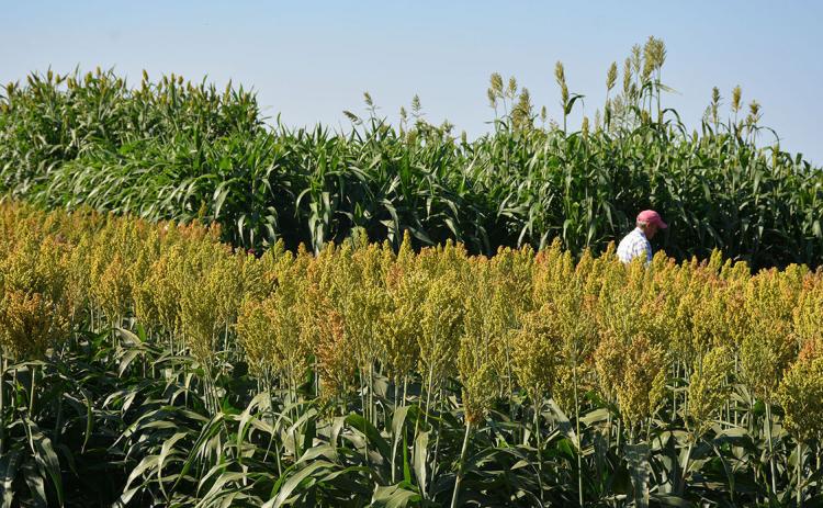 SORGHUM SAVVY The Texas A&amp;M AgriLife High Plains Research and Extension Center at Canyon will host the annual Forage Sorghum Plot Tour from 9-11 a.m. on Aug. 25 at the AgriLife Research station at Bushland. | KAY LEDBETTER/ TEXAS A&amp;M AGRILIFE PHOTO