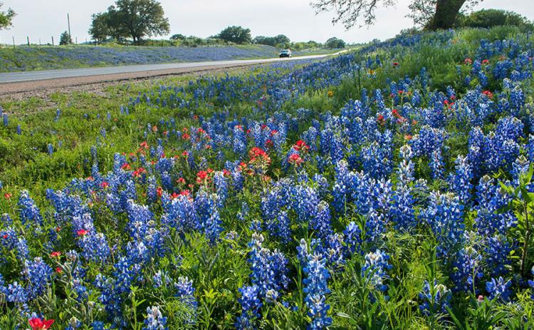 BLUE HIGHWAYS As early as the 1930s the Texas Highway Department ensured wildflowers would be part of right-of-way landscaping. | TxDOT