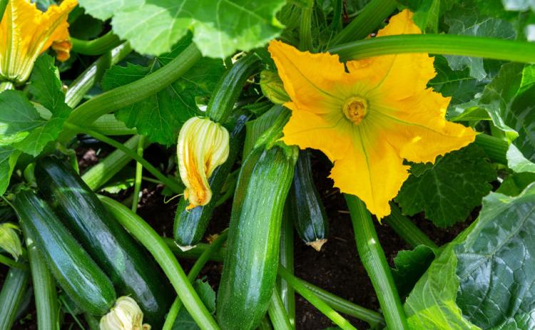 ZUCCHINIS IN THE DIET is a natural way to lose weight and stay healthy since they are high in fiber, low in calories, full of water and high in nutrients. | iSTOCK PHOTO