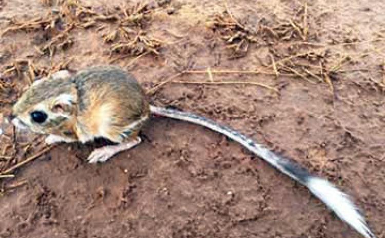 THE TEXAS KANGAROO RAT has lost habitat in 11 counties: Archer, Baylor, Childress, Clay, Cottle, Foard, Hardeman, Montague, Motley, Wichita and Wilbarger. | TPWD PHOTO